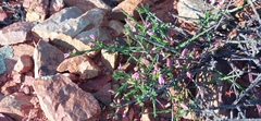 Polygala wittebergensis