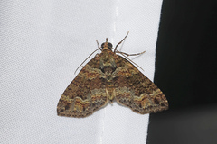 Crasilogia gressitti