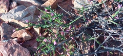 Polygala wittebergensis