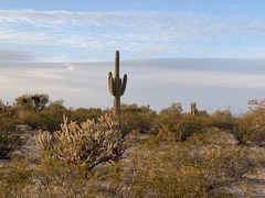 Cylindropuntia acanthocarpa