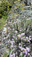 Veronica pimeleoides