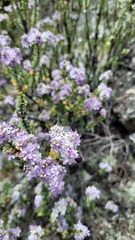 Veronica pimeleoides