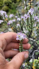 Veronica pimeleoides