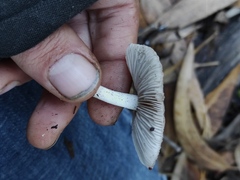 Coprinopsis melanthina
