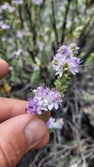 Veronica pimeleoides