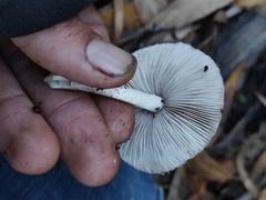 Coprinopsis melanthina