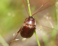 Melolonthinae