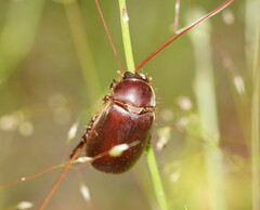 Melolonthinae