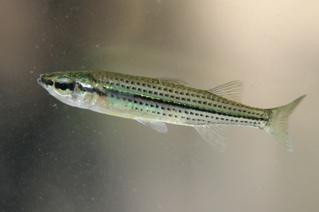 Fly-Speckled Hardyhead