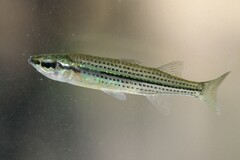 Fly-Speckled Hardyhead photo 1