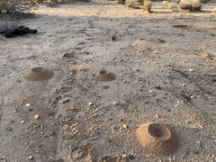 Acromyrmex versicolor