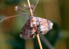 Cataclysta lemnata