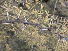 Vachellia constricta