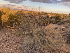 Vachellia constricta