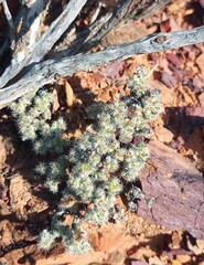 Trichodiadema marlothii