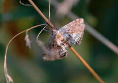 Cataclysta lemnata