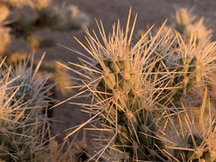 Cylindropuntia echinocarpa