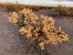 Cylindropuntia echinocarpa