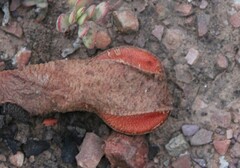 Hydnora africana