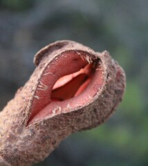 Hydnora africana