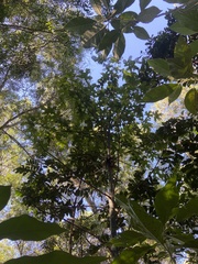 Brachychiton acerifolius