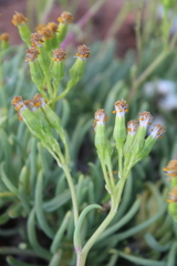 Senecio sarcoides