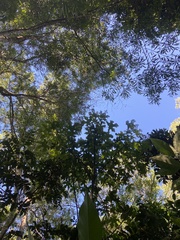 Brachychiton acerifolius