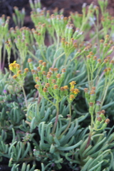 Senecio sarcoides