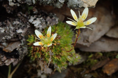 Saxifraga bryoides