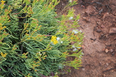 Senecio sarcoides