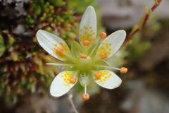 Saxifraga bryoides