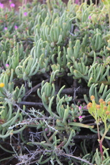 Senecio sarcoides