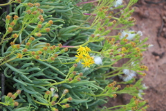 Senecio sarcoides