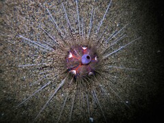 Astropyga pulvinata