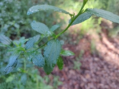 Ceanothus thyrsiflorus thyrsiflorus