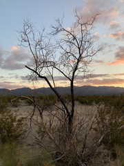 Chilopsis linearis arcuata
