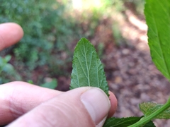 Ceanothus thyrsiflorus thyrsiflorus