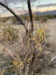 Chilopsis linearis arcuata