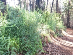Ceanothus thyrsiflorus thyrsiflorus