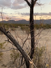 Chilopsis linearis arcuata