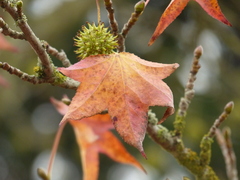 Liquidambar styraciflua