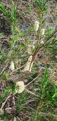 Melaleuca armillaris armillaris
