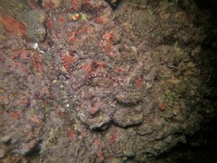 Baseodiscus mexicanus