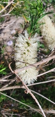 Melaleuca armillaris armillaris