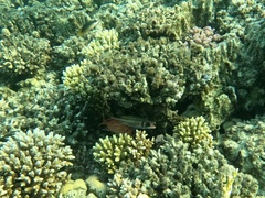 Neoniphon sammara