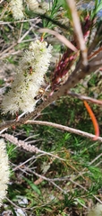 Melaleuca armillaris armillaris