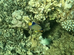Pygoplites diacanthus