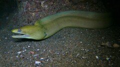 Gymnothorax castaneus