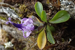 Phyteuma globulariifolium