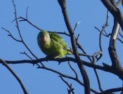 Polytelis swainsonii